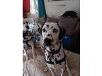 Adopt Indy a White - with Black Dalmatian / Mixed dog in San Diego