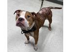 Adopt TJ a Brown/Chocolate American Pit Bull Terrier / Mixed Breed (Medium) /