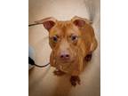 Adopt Ida a Tan/Yellow/Fawn Pit Bull Terrier / Mixed dog in Carmel