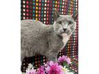 Adopt Ciaro Edger a Gray or Blue Domestic Shorthair / Domestic Shorthair / Mixed