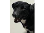 Adopt Isabella a Black - with White Labrador Retriever / Mixed dog in Hartford