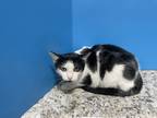 Adopt Jordana a Black & White or Tuxedo Domestic Shorthair (short coat) cat in