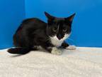 Adopt Macchiato a Black & White or Tuxedo Domestic Shorthair (short coat) cat in