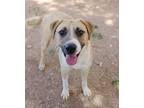 Adopt Maz/Patch K4 2-19-24 a Tan/Yellow/Fawn Anatolian Shepherd / Mixed dog in