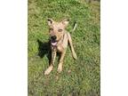 Adopt Auburn a Brindle Hound (Unknown Type) / Mixed Breed (Medium) / Mixed