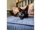 Adopt Loco Motion a Black (Mostly) Domestic Shorthair (short coat) cat in