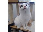 Adopt Domino a Domestic Shorthair / Mixed (short coat) cat in Ladysmith