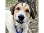 Adopt Tessa a White Anatolian Shepherd / Mixed Breed (Medium) / Mixed (short