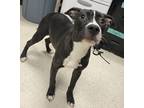 Adopt Betty a Black American Pit Bull Terrier / Mixed dog in Gulfport