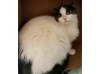 Adopt Jove a White (Mostly) Domestic Shorthair (short coat) cat in Loudon