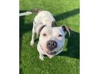 Adopt Duchess a White Mixed Breed (Large) / Mixed dog in Queenstown