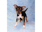Adopt Bea DIRA 2/23/24 a Black Australian Shepherd / Mixed dog in San Angelo