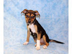 Adopt Bay K63 2/23/24 a Black Australian Shepherd / Mixed Breed (Medium) / Mixed