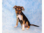 Adopt Bay K63 2/23/24 a Black Australian Shepherd / Mixed dog in San Angelo