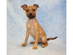Adopt Brit K63 2/23/24 a Tan/Yellow/Fawn Australian Shepherd / Mixed dog in San