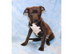Adopt Christmas K17 11-27-23 a Black Retriever (Unknown Type) / Mixed dog in San