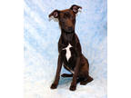 Adopt Elf K15 11-27-23 a Black Retriever (Unknown Type) / Mixed dog in San