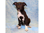 Adopt Briar K-101 2/23/24 a Black Australian Shepherd / Mixed Breed (Medium) /