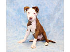 Adopt Buzz Lightyear K69 3/19/24 a Brown/Chocolate American Pit Bull Terrier /