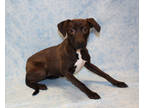 Adopt Star DIRF 11-27-23 a Brown/Chocolate Retriever (Unknown Type) / Mixed dog