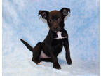 Adopt Blair DIRA 2/23/24 a Black Australian Shepherd / Mixed dog in San Angelo