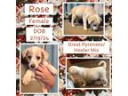 Adopt Rose a White Australian Cattle Dog / Great Pyrenees / Mixed dog in