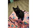 Adopt Kit a Black (Mostly) Domestic Shorthair (short coat) cat in Marion