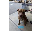 Adopt Cable a Red/Golden/Orange/Chestnut Pit Bull Terrier / Mixed dog in