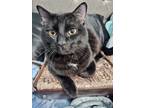 Adopt Plagg a Black (Mostly) American Shorthair / Mixed (short coat) cat in
