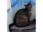 Adopt Thistle a Gray, Blue or Silver Tabby Domestic Shorthair (short coat) cat