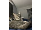 Adopt Banx a Gray, Blue or Silver Tabby Domestic Shorthair (short coat) cat in