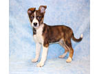 Adopt Marcellus DIRO 2-13-24 a Black Australian Cattle Dog / Mixed dog in San
