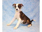 Adopt Nerissa DIRO 2-13-24 a Brown/Chocolate Australian Cattle Dog / Mixed dog