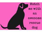 Adopt AAA GENERAL ADOPTION APPLICATION a Mixed Breed (Medium) / Mixed dog in