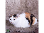 Adopt Sutton a White Domestic Shorthair / Domestic Shorthair / Mixed cat in