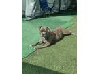 Adopt Trixie a Brindle American Staffordshire Terrier / Mixed dog in Port