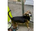 Adopt Pup-Tart a Black Mixed Breed (Medium) / Mixed dog in Vincennes