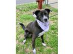 Adopt LETTIE a Black Pit Bull Terrier / Siberian Husky / Mixed dog in