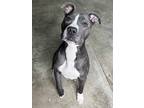 Adopt Zena a Pit Bull Terrier dog in Windsor, CO (40813128)