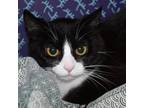 Adopt Munchkin a All Black Domestic Shorthair / Domestic Shorthair / Mixed cat