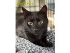 Adopt Morticia a Domestic Shorthair / Mixed (short coat) cat in Cambridge