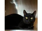 Adopt Lucifer Goosifer a Domestic Shorthair / Mixed (short coat) cat in