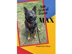 Adopt Max a Shepherd (Unknown Type) / Mixed Breed (Medium) / Mixed dog in