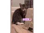 Adopt Maxine a Gray, Blue or Silver Tabby Domestic Shorthair (short coat) cat in