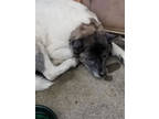 Adopt Paige a Black Akita / Mixed Breed (Medium) / Mixed (short coat) dog in