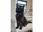 Adopt Jack O' Lantern a Domestic Shorthair / Mixed (short coat) cat in Fremont