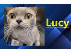 Adopt Lucy a Burmese / Mixed (short coat) cat in Crystal Lake, IL (41136227)