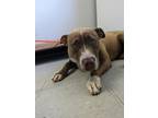 Adopt JASMINE a Staffordshire Bull Terrier / Mixed dog in Lindsay, CA (41144403)