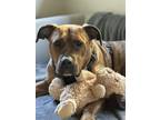 Adopt Maggie - AVAILABLE a Pit Bull Terrier / Mixed dog in Seattle