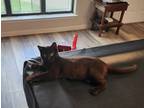 Adopt Toothless SC a Spotted Tabby/Leopard Spotted Domestic Shorthair / Mixed